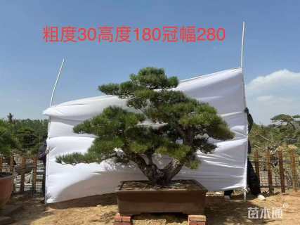 30公分庭院黑松