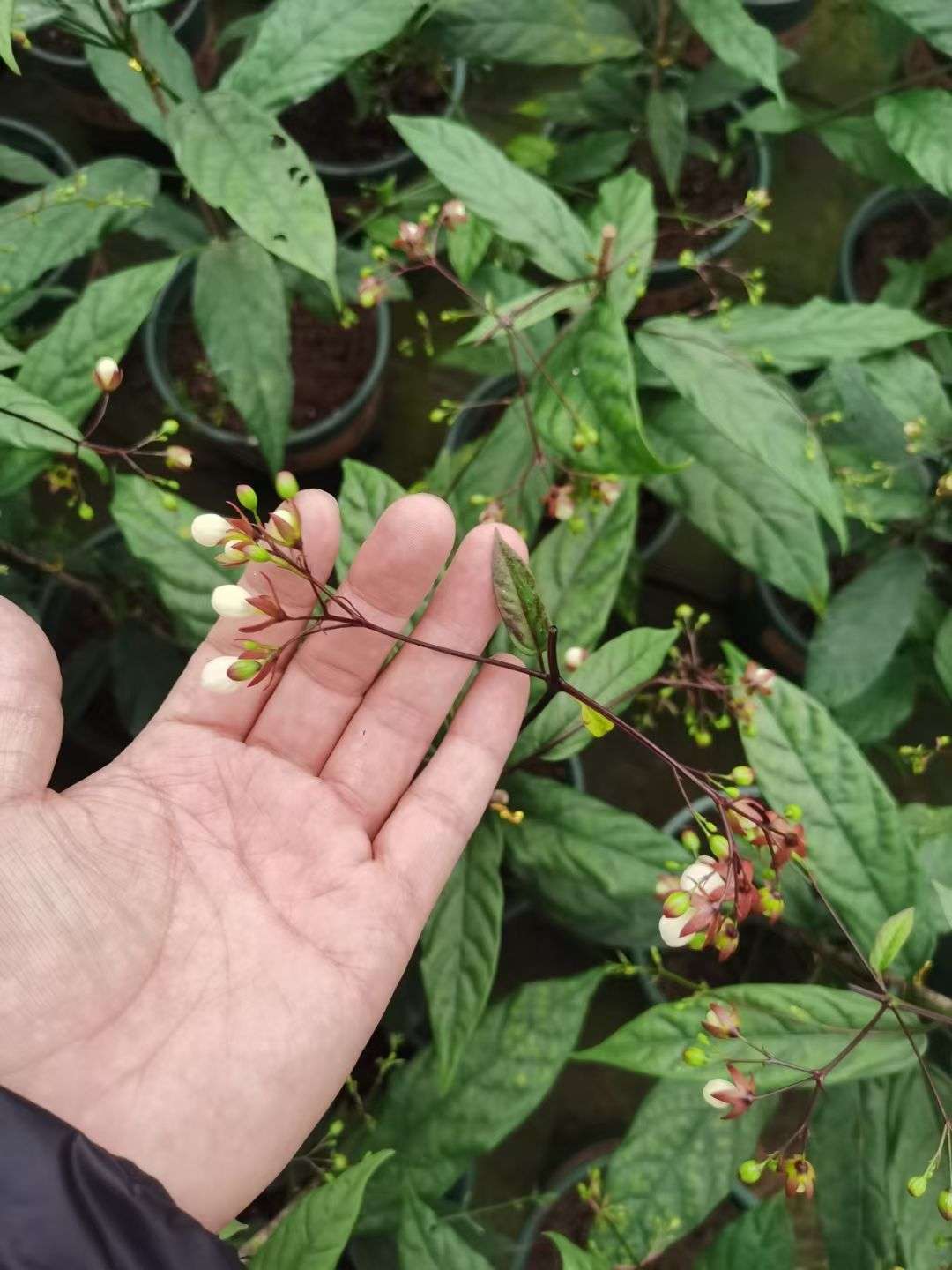 高度50厘米茉莉花