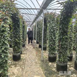 10公分造型月季