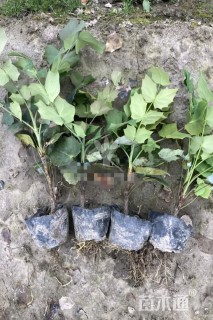 高度35厘米阔叶十大功劳