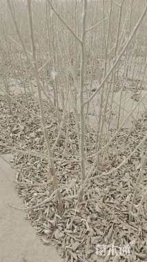 高度1.3厘米沙枣