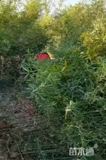 地栽苗淡竹