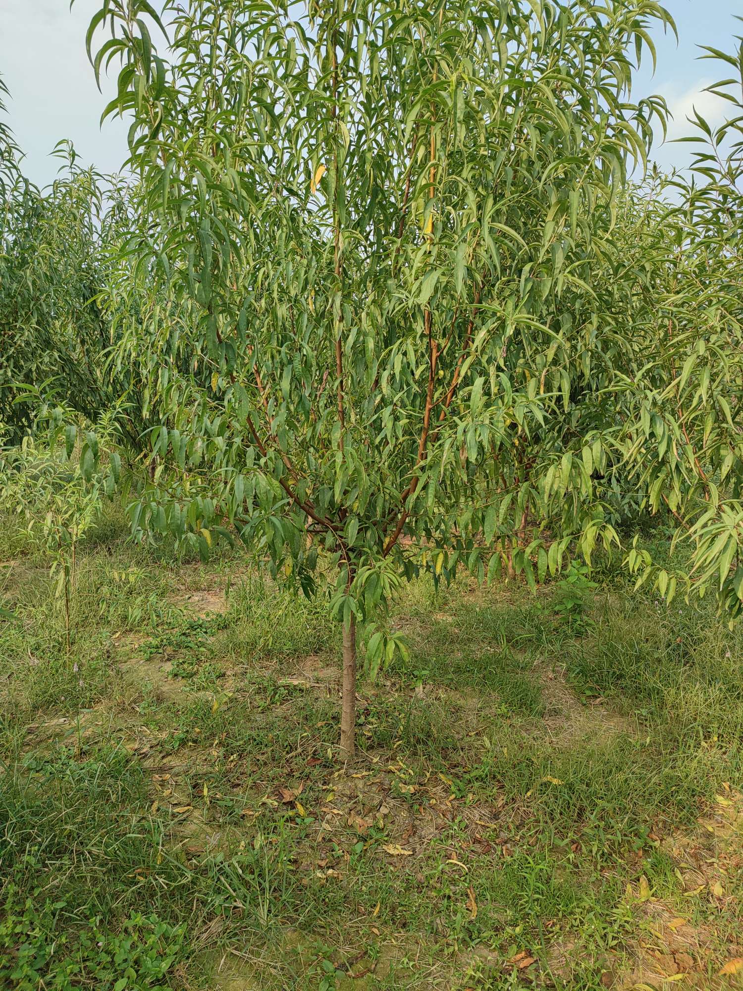 5公分山桃