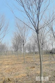 10公分榉树