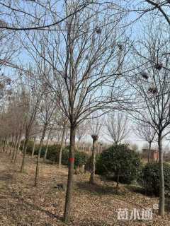 12公分暴马丁香