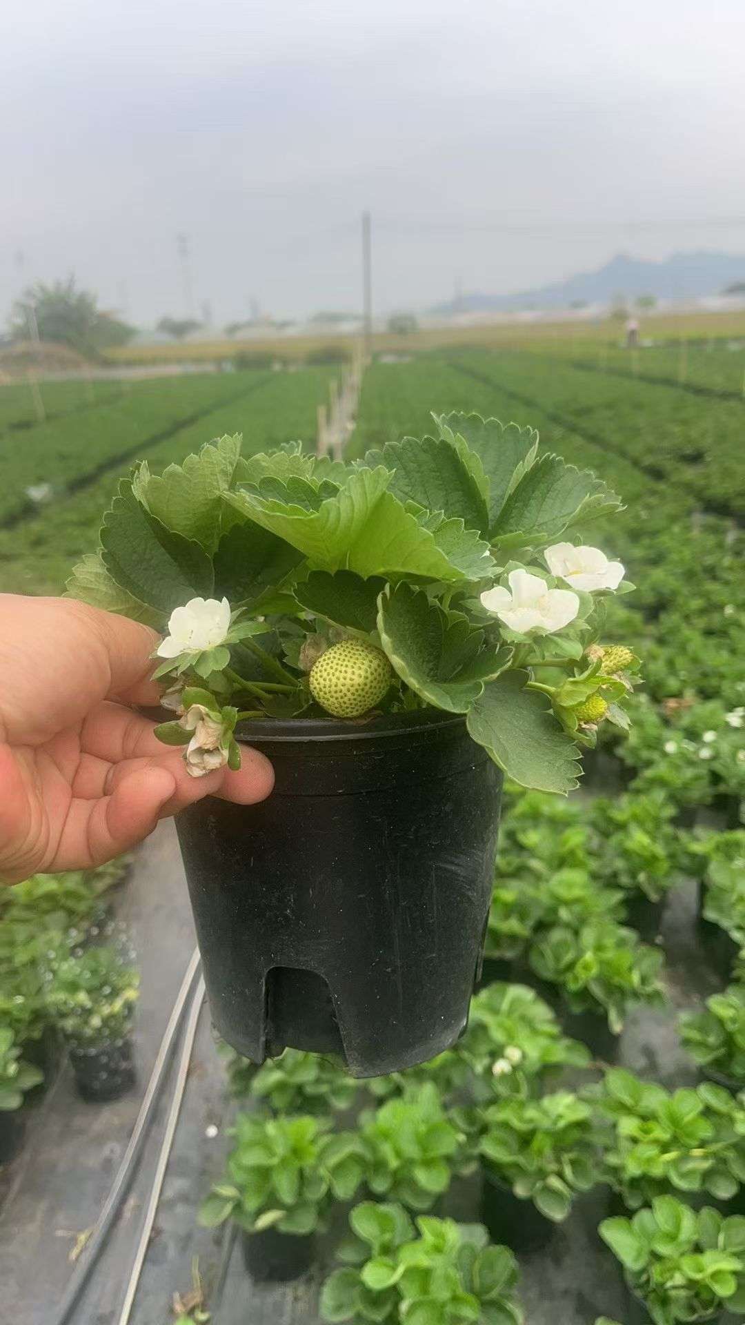 高度30厘米草莓