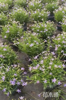 高度20厘米彩星花