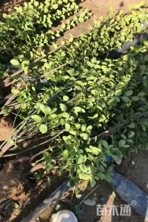 高度180厘米北海道黄杨