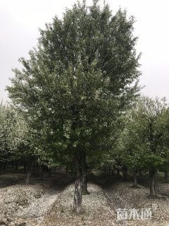 17公分垂丝海棠