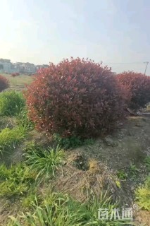 冠幅180厘米红叶石楠球