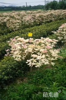 高度30厘米五彩桂花