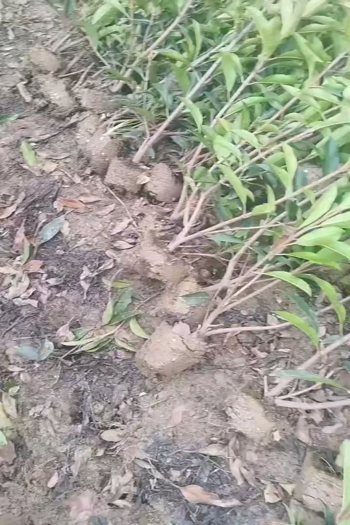 高度180厘米法国冬青