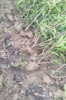 高度180厘米法国冬青