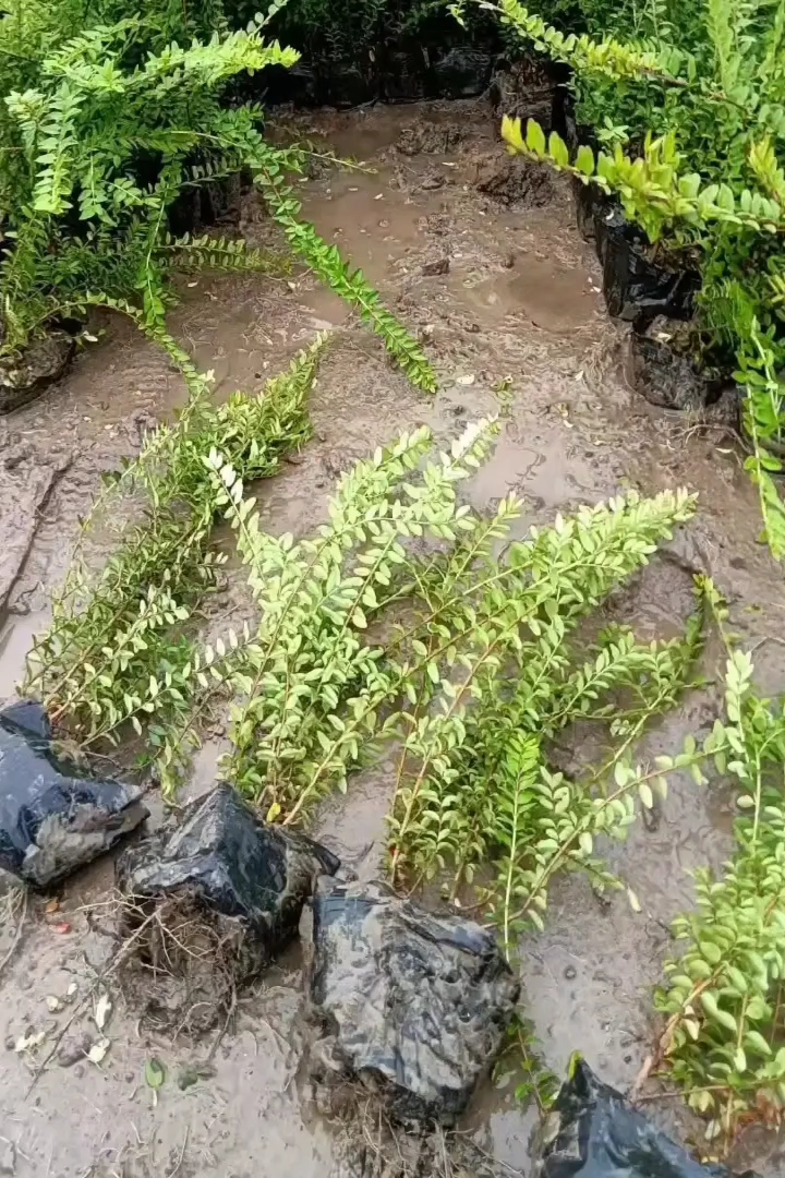 高度30厘米亮绿忍冬小苗