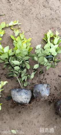 高度40厘米金森女贞