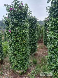 高度200厘米三角梅柱