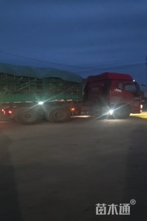 15公分丝棉木