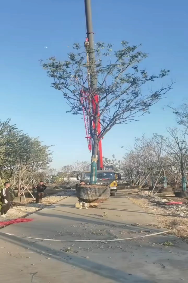 20公分黄山栾树