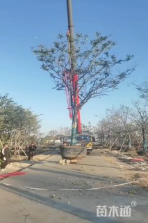 20公分黄山栾树