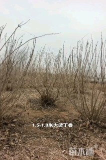 高度150厘米丛生紫丁香