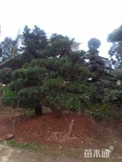 22公分五针松