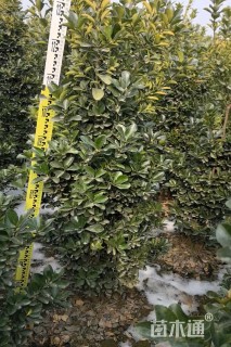 高度150厘米大叶黄杨