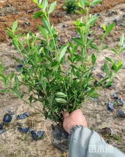 高度30厘米中叶栀子