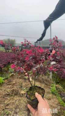 高度30厘米红花继木小苗