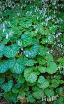 高度10厘米虎耳草