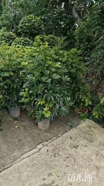 高度80厘米鸭脚木