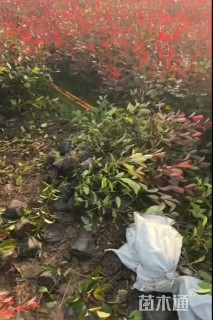 高度45厘米红叶石楠大杯苗