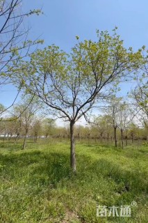 4公分乌桕