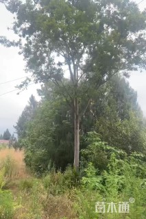 20公分朴树
