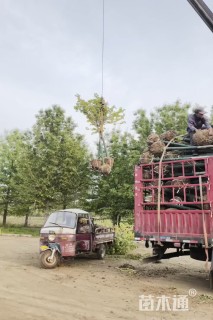6公分美国红枫-红点