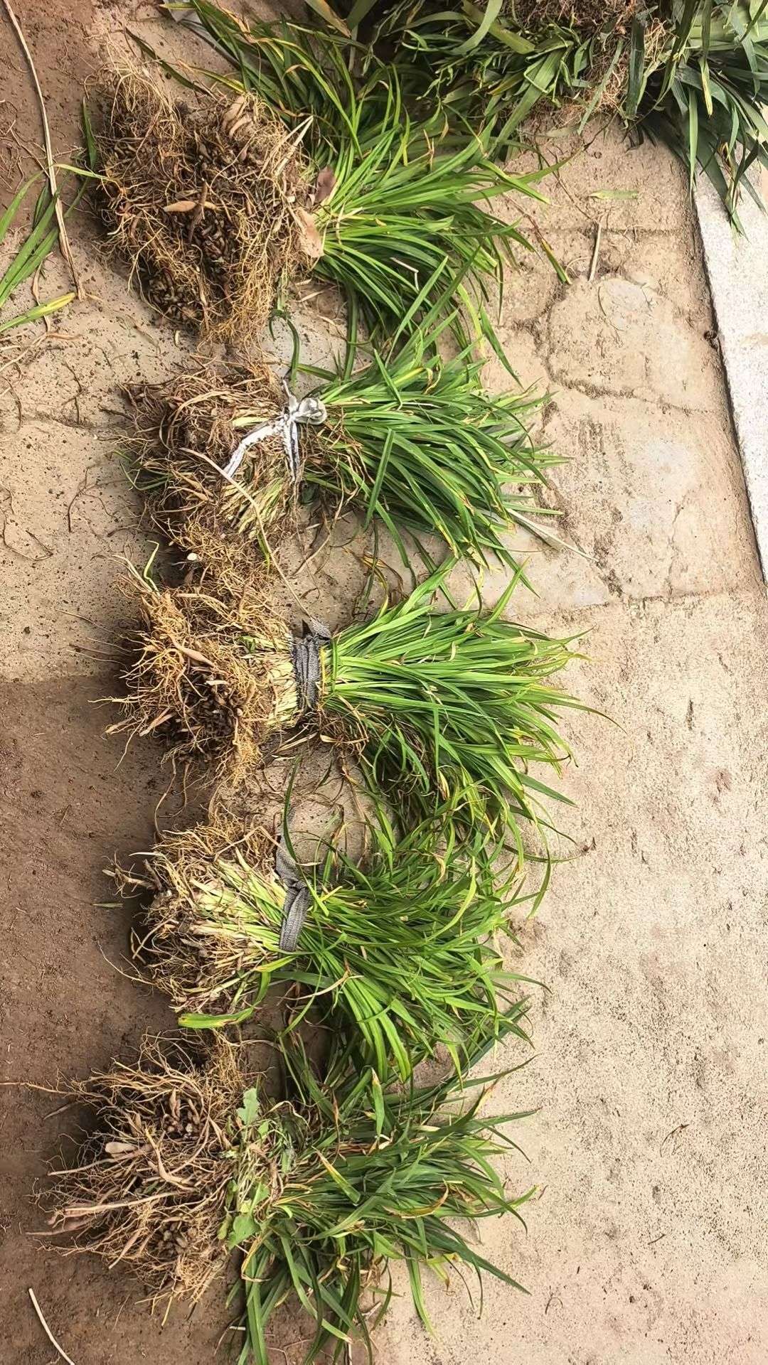 高度35厘米常绿萱草