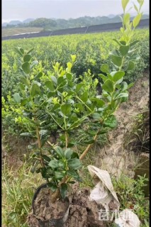 高度30厘米无刺枸骨小苗
