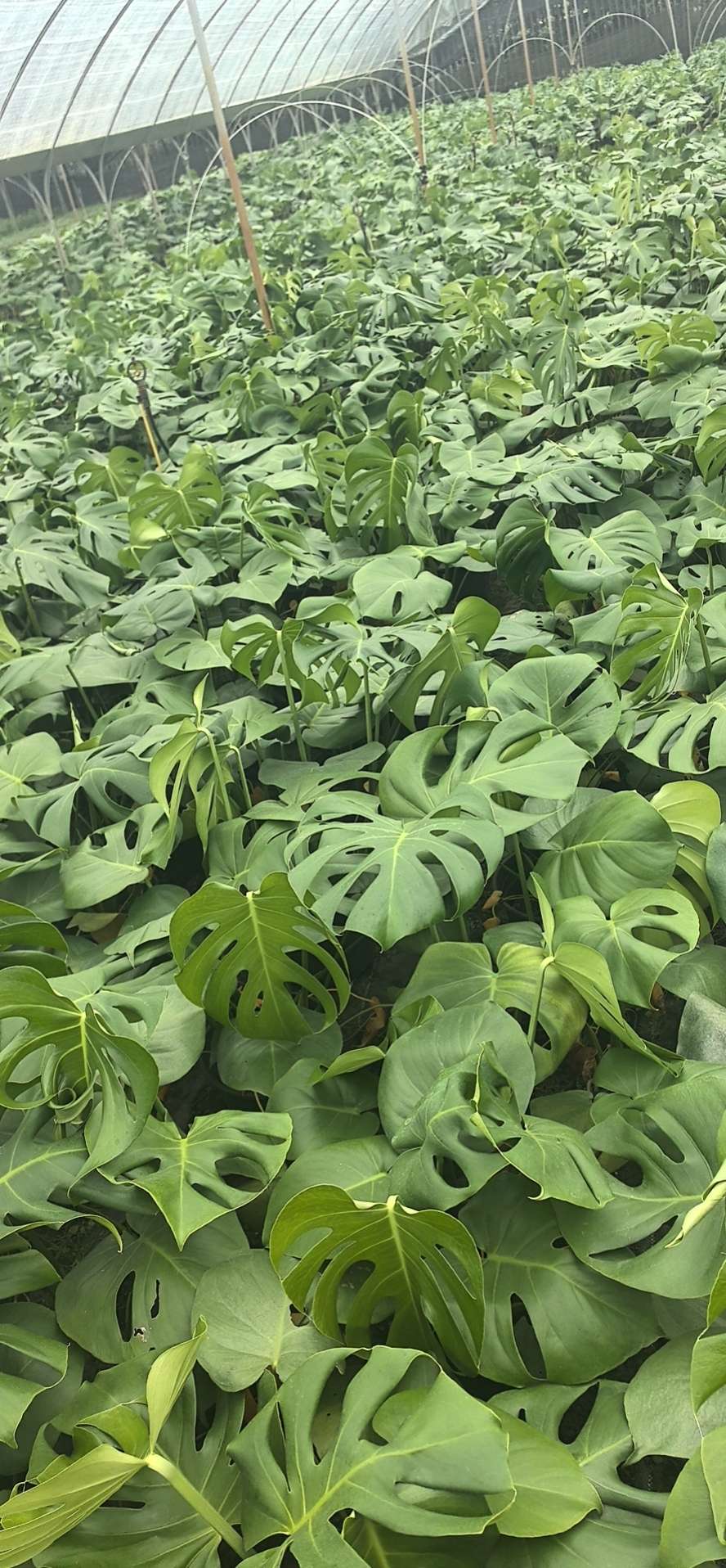 40厘米龟背竹