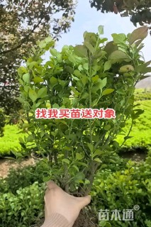 高度50厘米卫矛