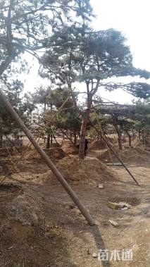 10公分松树