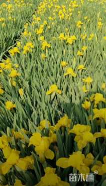 高度40厘米蝴蝶兰