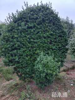 移栽苗造型罗汉松