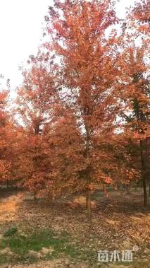 12公分美国红枫