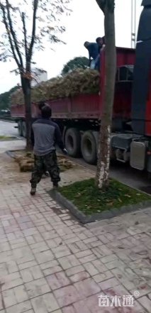 草卷状马尼拉草