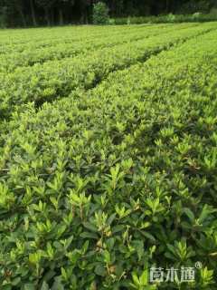 高度30厘米毛鹃