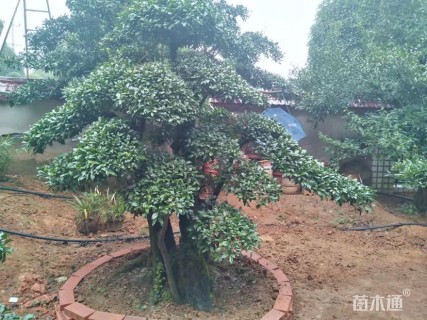 高度240厘米金弹子