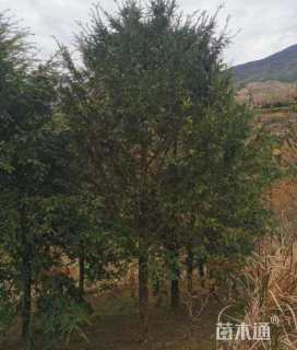 20公分南方红豆杉