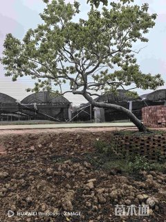 15公分红果冬青