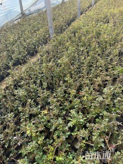 高度20厘米丰花月季