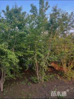 高度400厘米丛生茶条槭