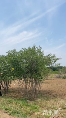 高度120厘米丛生紫丁香